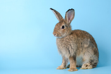 Adorable cute little brown easter bunny isolated on blue background. Portrait of brown furry beautiful rabbit. Pet, animal and easter concept.