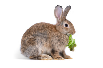Naklejka na ściany i meble Adorable cute little brown easter bunny isolated on white background. Portrait of brown furry beautiful rabbit with vegetable. Pet, animal and easter concept.