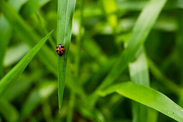 Beautiful ladybug on Green Grass in the sunshine of summer.