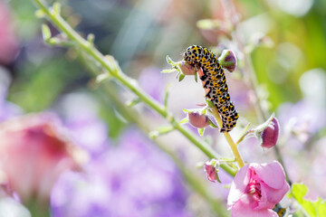  Cucullia verbasci - The mullein moth is a noctuid moth with a Palearctic distribution.