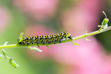  Cucullia verbasci - The mullein moth is a noctuid moth with a Palearctic distribution.