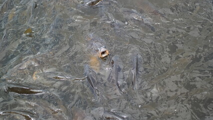frog in a pond