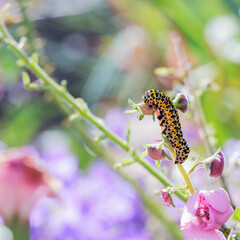  Cucullia verbasci - The mullein moth is a noctuid moth with a Palearctic distribution.