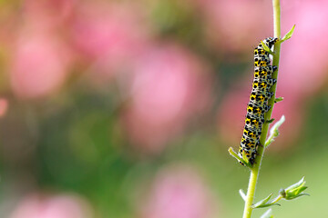  Cucullia verbasci - The mullein moth is a noctuid moth with a Palearctic distribution.