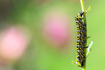  Cucullia verbasci - The mullein moth is a noctuid moth with a Palearctic distribution.