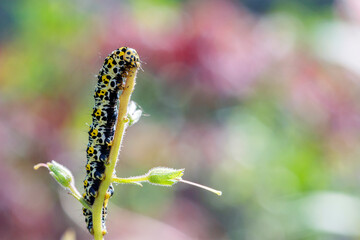  Cucullia verbasci - The mullein moth is a noctuid moth with a Palearctic distribution.