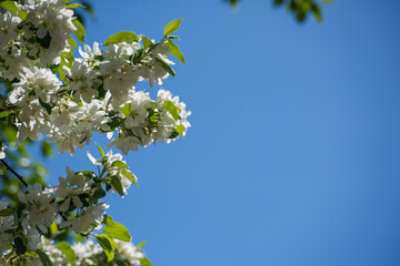 Branches of a blossoming apple tree