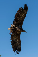 Aquila