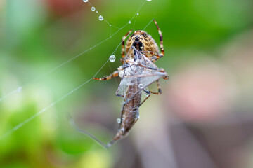Araneus Diadematus - European Garden Spider or Cross Orb-Weaver Spider in close up with selective focus. These spiders can grow up to 13mm and can be found in woodland and gardens across Britain.
