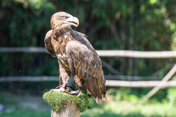 Aquila