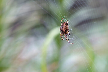 Araneus Diadematus - European Garden Spider or Cross Orb-Weaver Spider in close up with selective focus. These spiders can grow up to 13mm and can be found in woodland and gardens across Britain.
