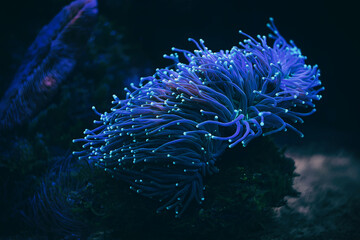 Fototapeta Anemone sea creature macro night shot obraz