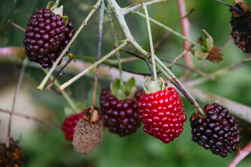 blackberry plant, fruits of various colors, ready to eat