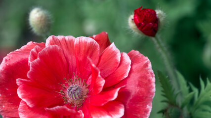 Pink poppy.A large poppy with a white border.The flower is odorless.Successful combination of colors.Selection of poppies at their summer cottage.
