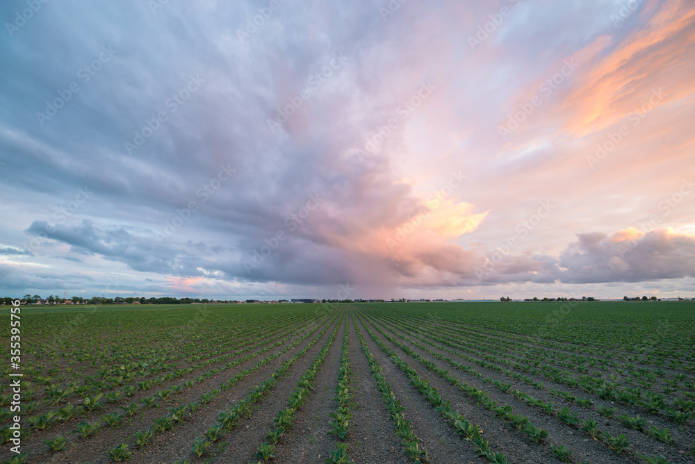 Wall mural Rain shower over the dutch countryside is colorfully illuminated by the light of the setting sun