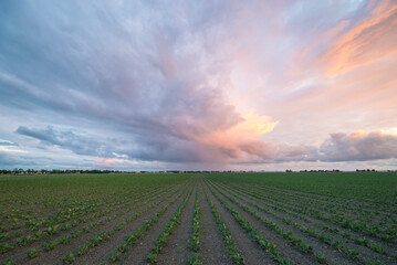 Rain shower over the dutch countryside is colorfully illuminated by the light of the setting sun