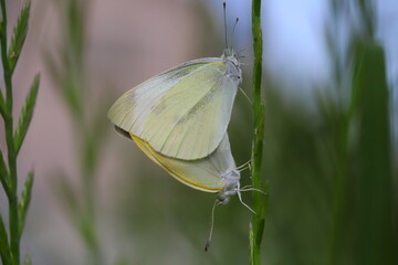モンシロチョウの交尾