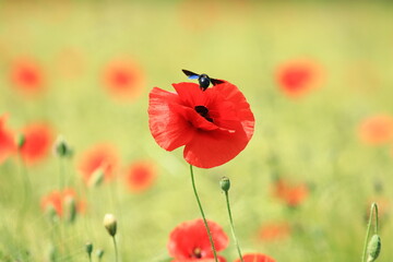 Naklejka premium Insect in flight above poppy flower, natural pollination