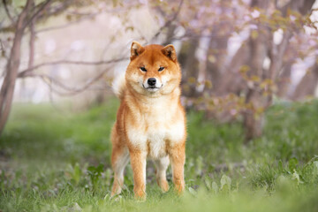 Portrait of red shiba inu dog on cherry blossom's background. Japanese shiba dog and blooming sakura. Hanami