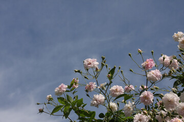 Close up of pale pink blossoms of rambler or climbing roses against pale blue sky, dreamy...