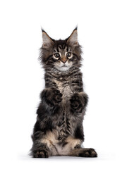 Cute classic black tabby Maine Coon cat kitten, sitting on hind paws with front paws in air like holding something. Looking funny beside camera. Isolated on white background.