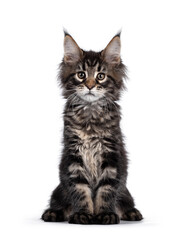 Cute classic black tabby Maine Coon cat kitten, sitting facing front. Looking curious towards camera. Isolated on white background.
