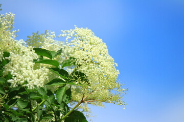 Elderberry (Sambucus) flowers in spring, blue sky ion background