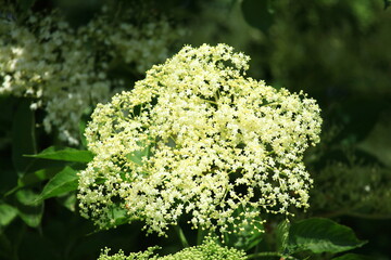 Elderberry (Sambucus) flowers in spring