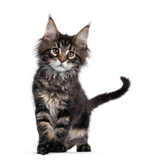 Cute classic black tabby Maine Coon cat kitten, walking / standing facing front. Looking curious towards camera. Isolated on white background. Tail fierce in air.