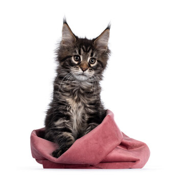 Cute classic black tabby Maine Coon cat kitten, sitting facing front in pink velvet bag. Looking beside camera. Isolated on white background.