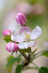 Naklejka na ściany i meble Spring Blossom - plum tree flowers before fruits appear. 