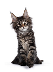 Cute classic black tabby Maine Coon cat kitten, sitting facing front. Looking curious towards camera. Isolated on white background. Front paw playful in air.