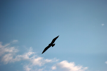 Obraz premium Seagull in the sky
