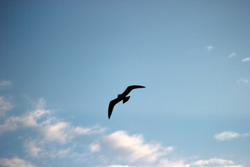 Seagull in the sky