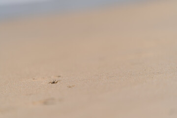 Krebs im Sand