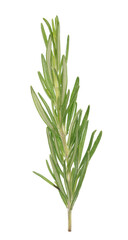 Rosemary on white
