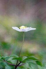 Wood Anemone - Anemonoides nemorosa, the wood anemone, is an early-spring flowering plant in the buttercup family Ranunculaceae, native to Europe.