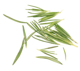 Rosemary on white