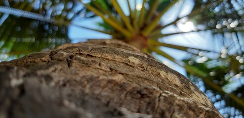 coconut palm tree