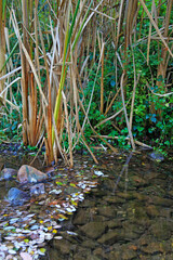 estanque natural de agua con juncos IMG_1652-as20