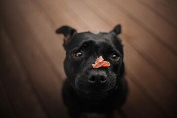 staffordshire bull terrier dog holding a piece of meat on her nose