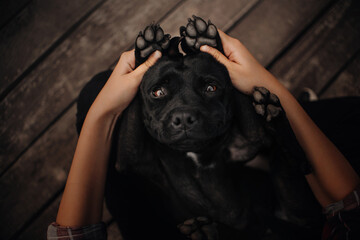 funny staffordshire bull terrier dog portrait