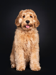 Cute Labradoodle pup, sitting facing front. Looking towards camera with droopy eyes. isolated on black background.