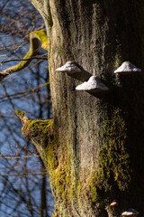 Zunderschwamm Fomes fomentarius Baumpilz Fruchtkörper Rotbuche Stamm Buche Rinde Borke Wald Ufos...