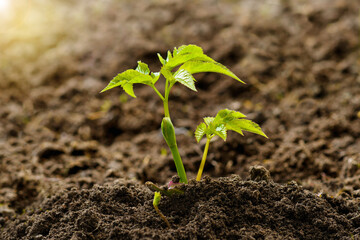 A young plant grows from the ground. In the left corner of the frame is sunlight.