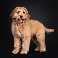 Cute Labradoodle pup, standing side ways. Looking towards camera with droopy eyes. isolated on black background. Mouth open and tongue out.