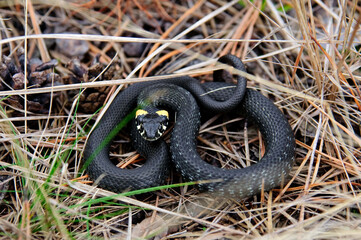 Little black snake lies in the forest on pine needles