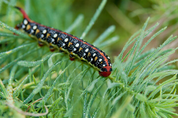 A large black caterpillar with bright spots creeps on a branch.