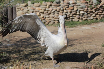 white Pelican with spread wing