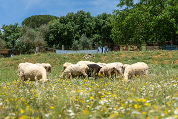 sheep in the field